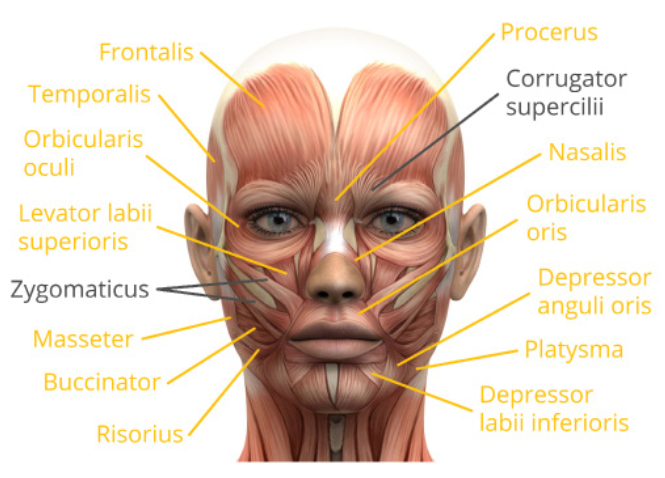 PDF p.14: 얼굴 근육 해부도(Frontalis, Zygomaticus, Corrugator supercilii 등)